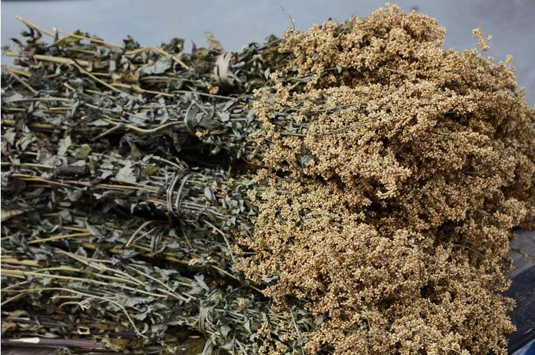 高山野生六月霜茶防中暑解暑热夏季凉茶刘寄奴奇蒿干品 250克【图片