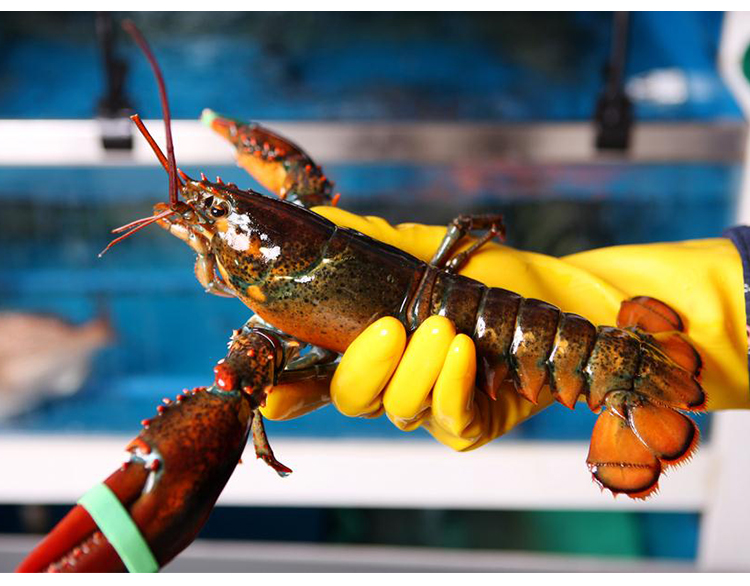 官井一号新鲜波士顿龙虾大奥龙海鲜水产大波龙3500g