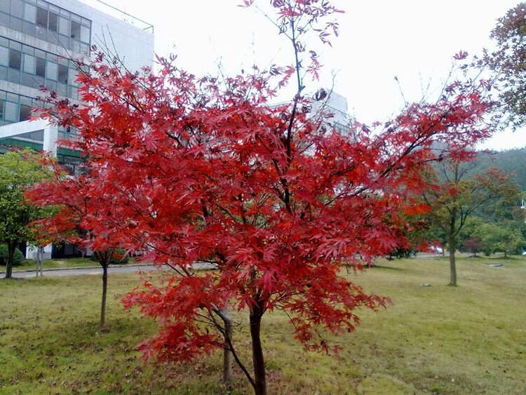 綠化苗庭院植物花卉日本紅楓苗小葉雞爪槭苗雞爪楓苗風景樹苗雞爪槭6