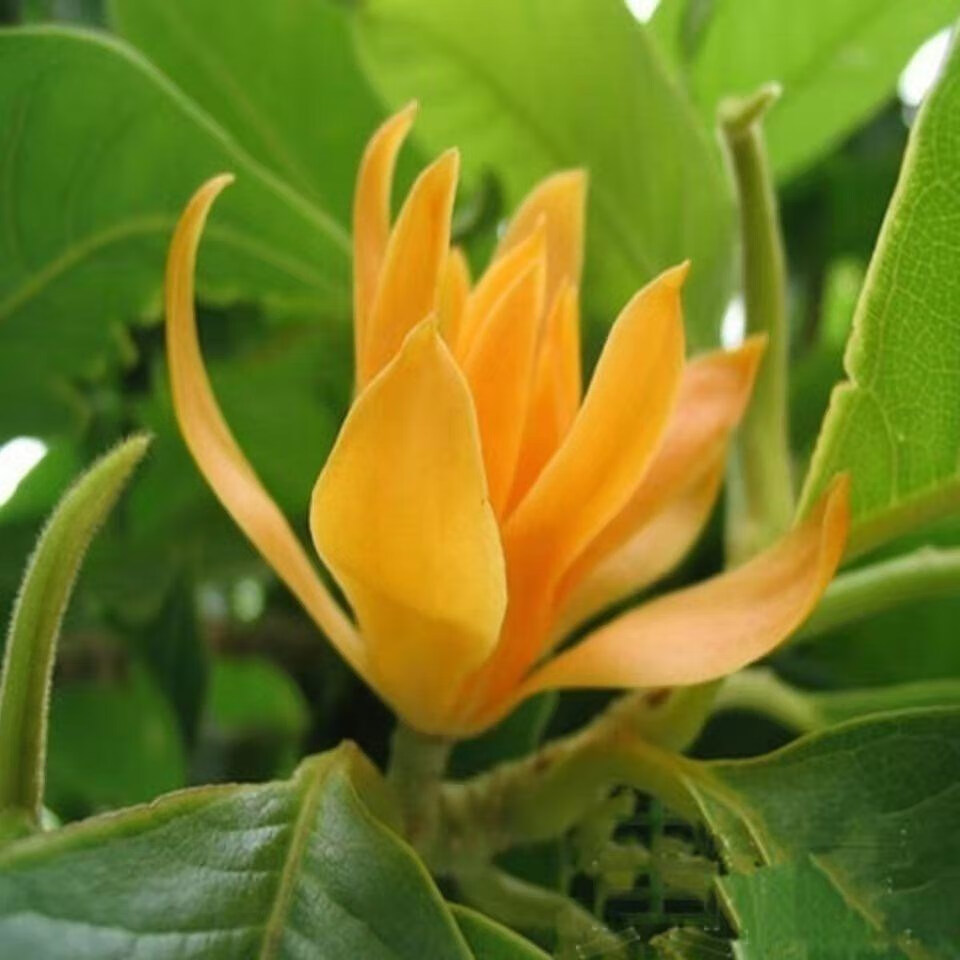 白玉兰树苗庭院植物玉兰花盆栽花卉室内盆景四季易活新品粉美人推荐八