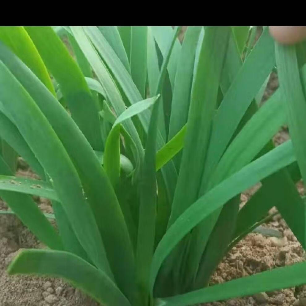 轻恋农家露天绿韭菜新鲜名嫩韭菜应季时令蔬菜现割3斤现割头茬韭菜
