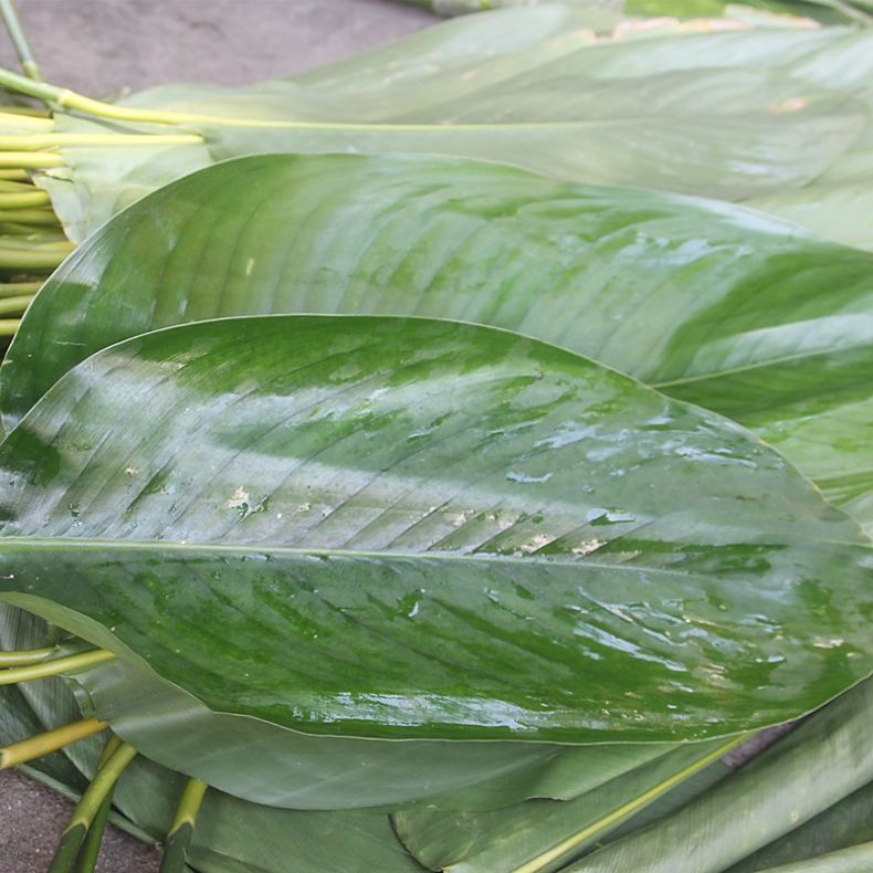 海南儋州白沙大粽叶新鲜现摘现发粽子叶柊叶包粽叶 100张