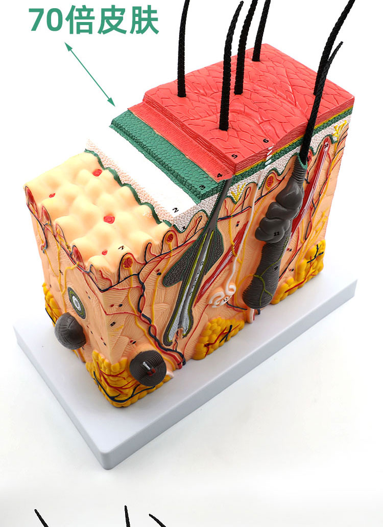 50倍人体皮肤组织结构放大解剖模型医学美容整形立体皮肤模型70倍放大