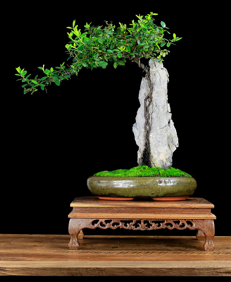 附石盆景铁包金树抱石提根假山盆景树桩植物室内绿植艺术盆栽老桩 附