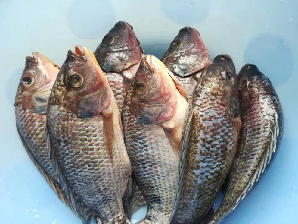 罗鱼新鲜鲜活现杀冷冻罗飞脆肉腌制福寿鱼 3-4条(总重1.8-2.