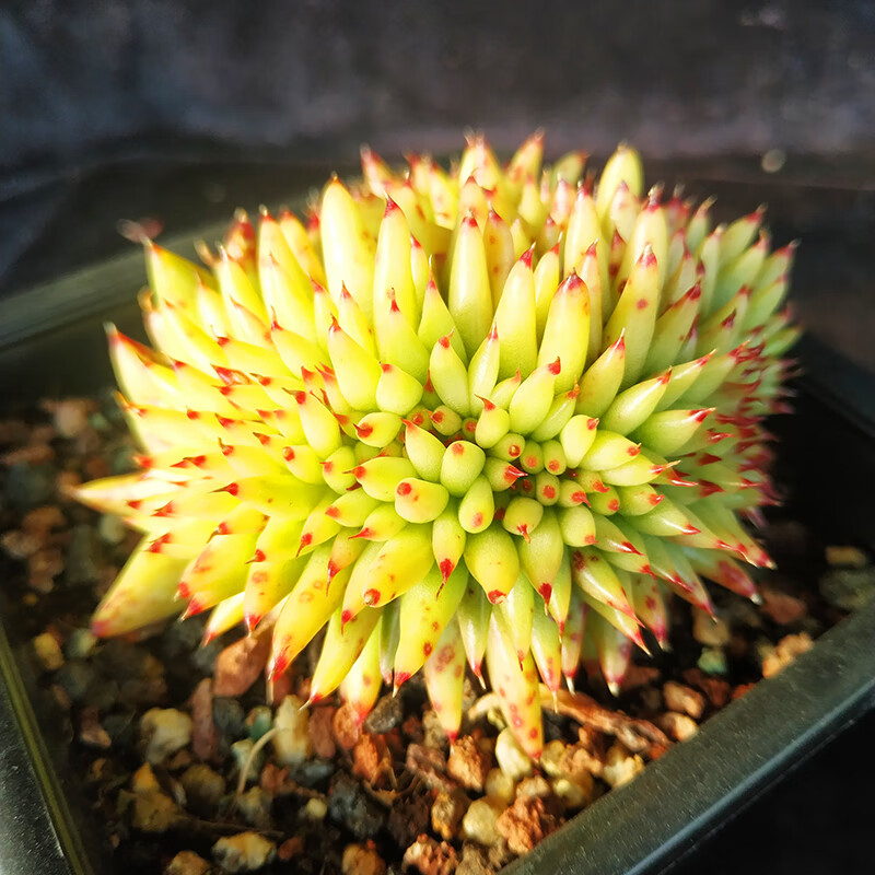 虎鲸多肉植物黄金玛利亚缀化有龙头贵货肉肉盆栽虎鲸缀化冠幅6cm左右