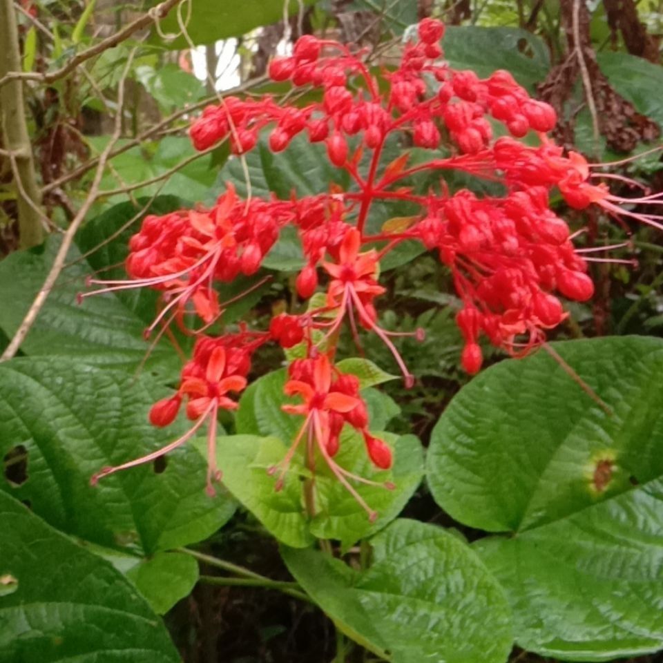 野生新鮮楨桐狀元紅大紅袍百日花根臭牡丹中草藥,純根500克 新鮮現挖