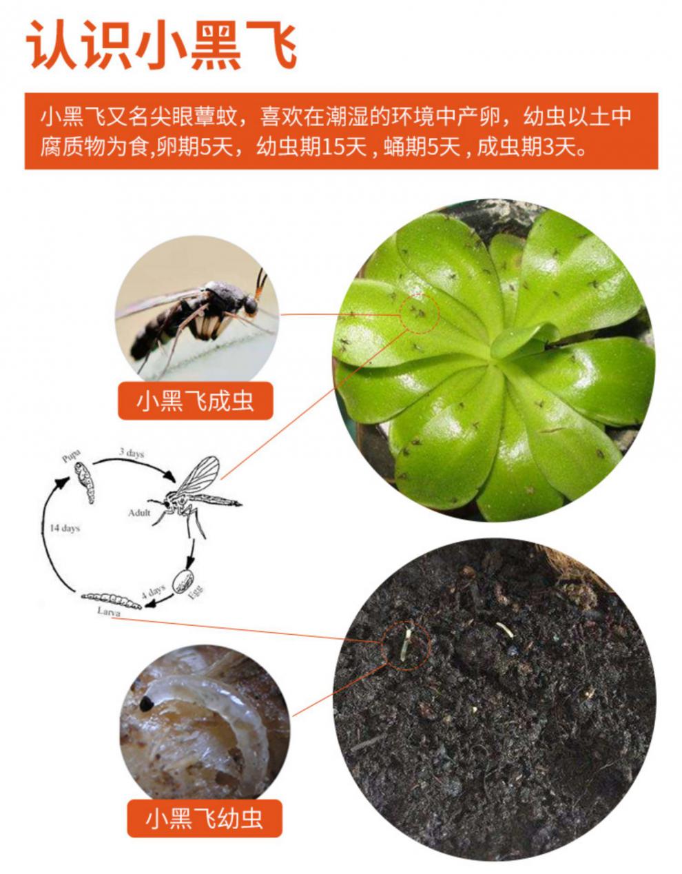 多肉绿萝兰花药专用杀花盆小黑飞薄荷白粉虱小飞虫花卉土壤杀虫剂