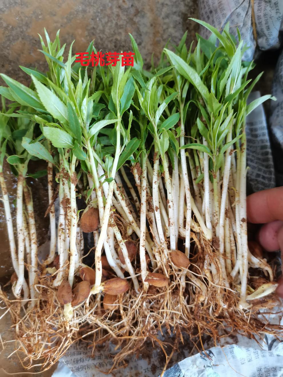 文静花坊 毛桃苗桃幼苗桃树苗桃子芽苗桃树直生苗落叶占地树苗桃核芽