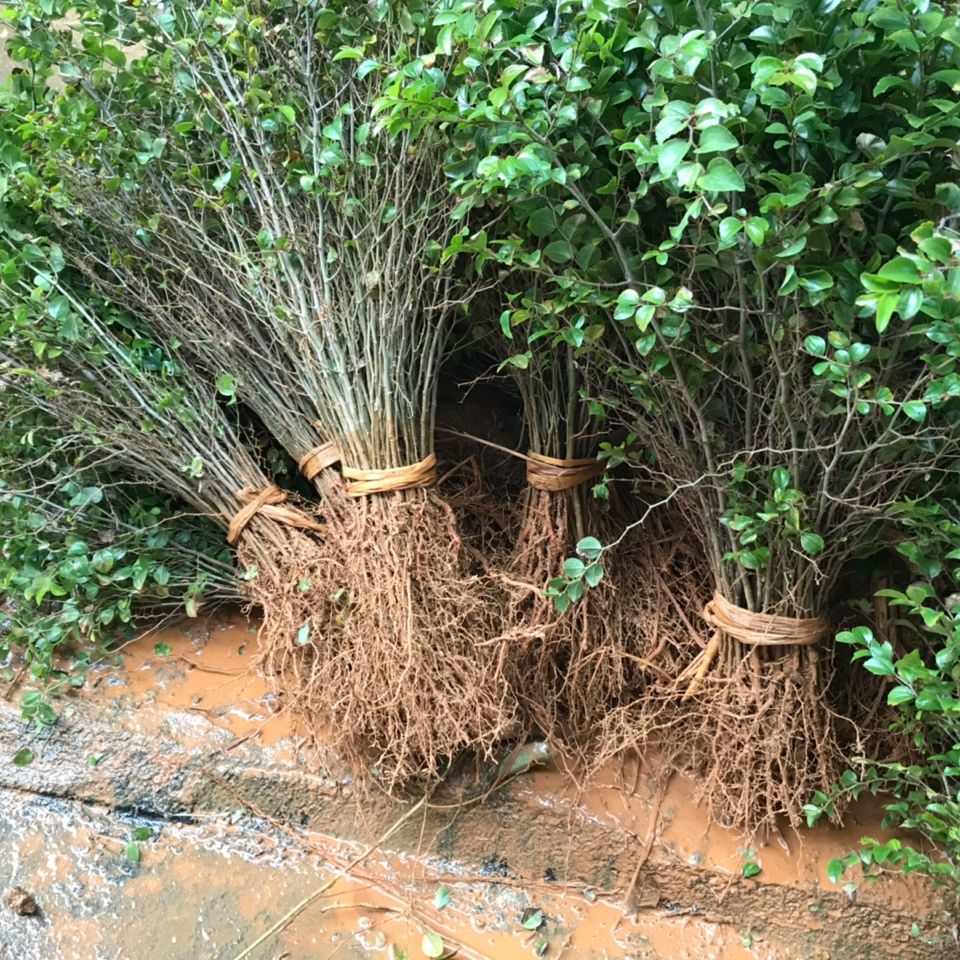 江影清马甲子树苗刺树苗铁篱笆鸟不站刺苗果园围栏绿篱防护隔离树1000