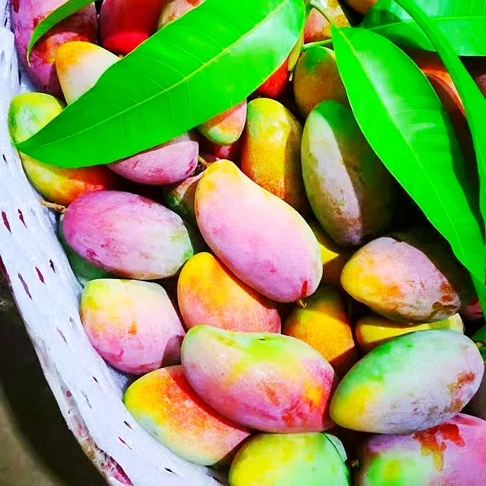 [Frutas y verduras seleccionadas] El mango Guifei Hainan Sanya El mango Guifei está maduro y fresco en el árbol frutal de temporada, 5/8/jin FCL al por mayor trata de comer 1 no se recomienda catty [fruta grande boutique] + recomendación de regalo