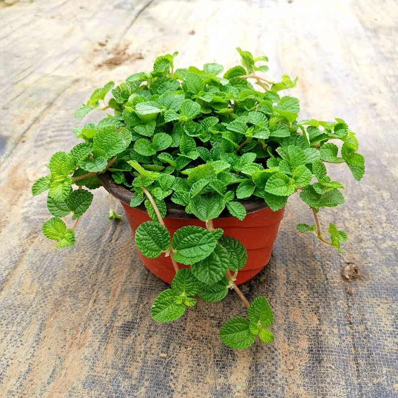 盆栽花卉 吸毒草 绿植盆栽 吸毒草吊兰 室内吸 吸毒草(两盆}