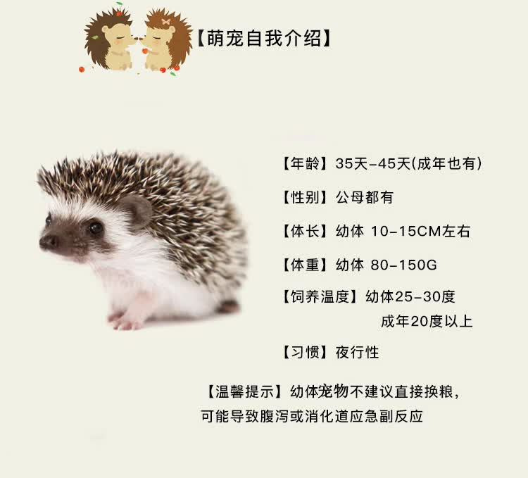 刺猬活物迷你已打疫苗纯种非洲迷你刺猬疫苗带笼子杏色母3540天