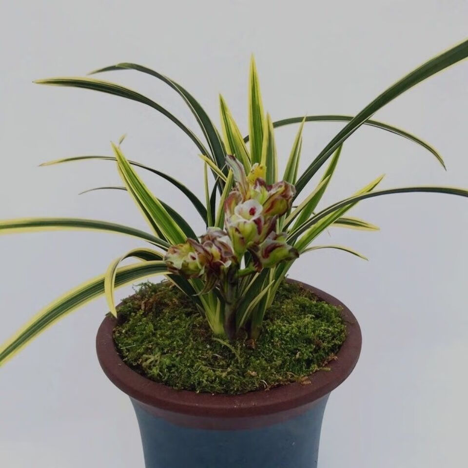 特价兰花苗 兰花叶艺 七彩神童中透艺 兰花浓香室内绿植四季开花 七彩