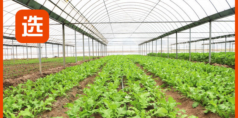 雪里红雪菜 真空碎雪菜咸菜雪里红爽口下饭菜酸菜雪里蕻酸菜包子馅