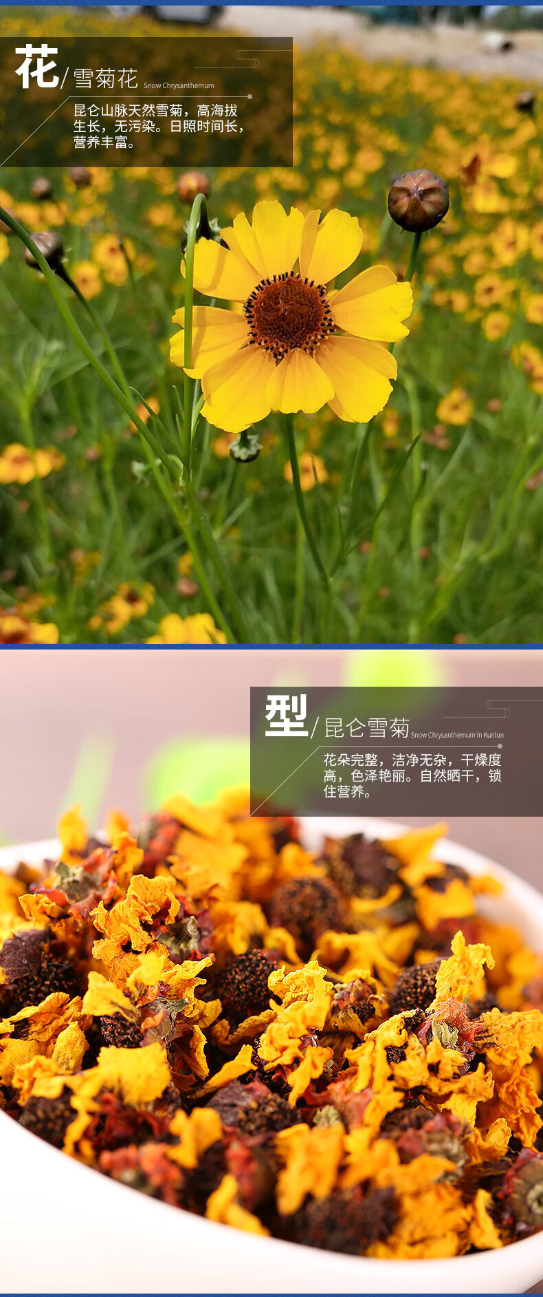 昆仑雪菊颜色为啥深图片