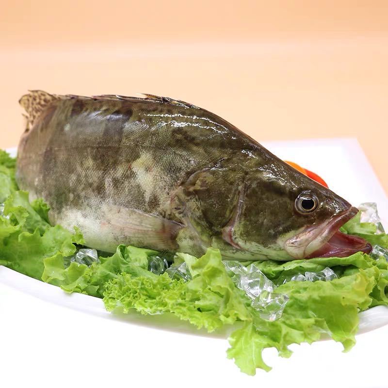 冰鲜桂鱼152斤条高品质冰鲜鳜鱼桂鱼桂花鱼季花鱼海鲜水产腾旺纳跃高