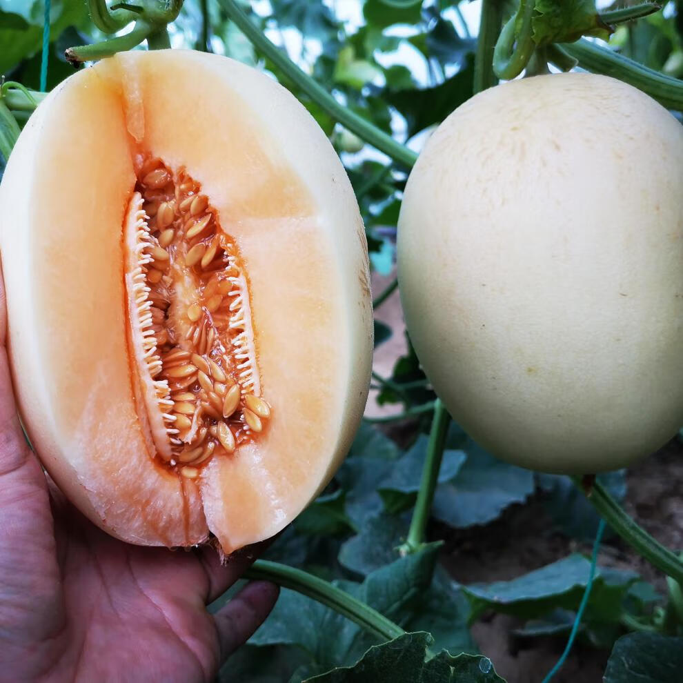 脆梨甜瓜种籽白香瓜种子水果甜脆超甜春夏秋冬季盆栽大全农家 天山脆