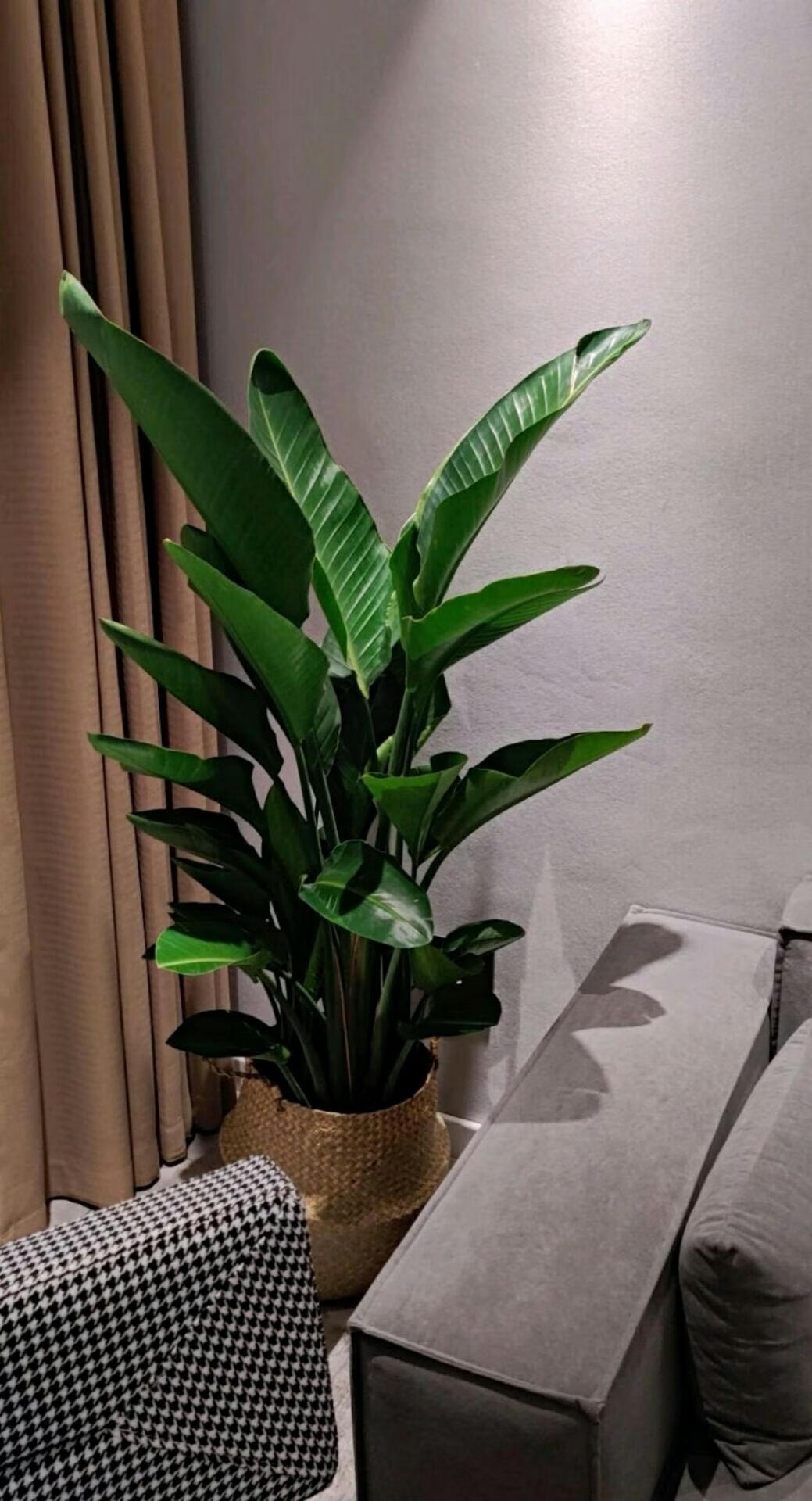 网红天堂鸟鹤望兰尼古拉大型花卉绿植盆栽客厅净化空气广州基地发 1.