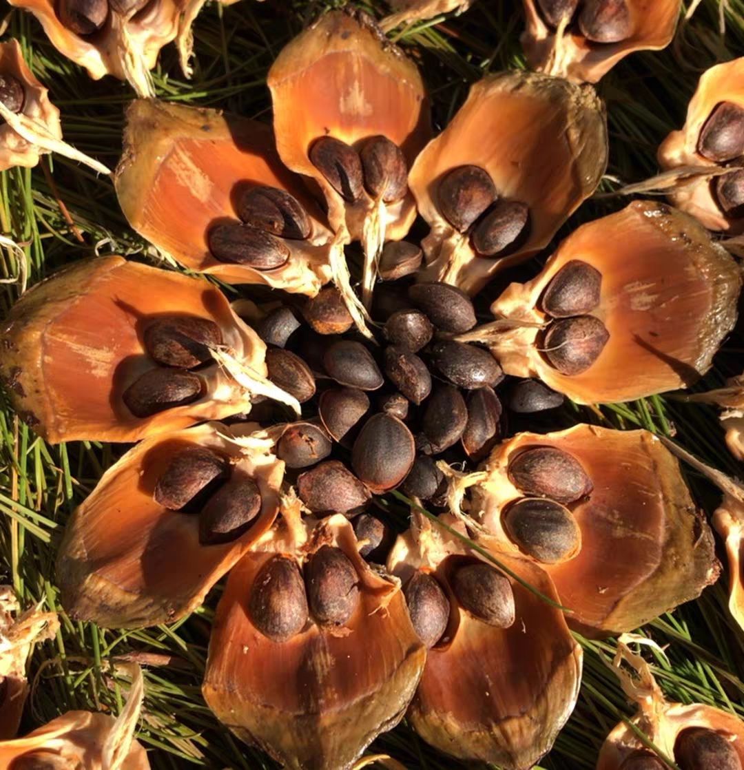 三配一云南原味松子新货鲜活落水野生手剥黑皮薄壳大颗粒新鲜松子3斤