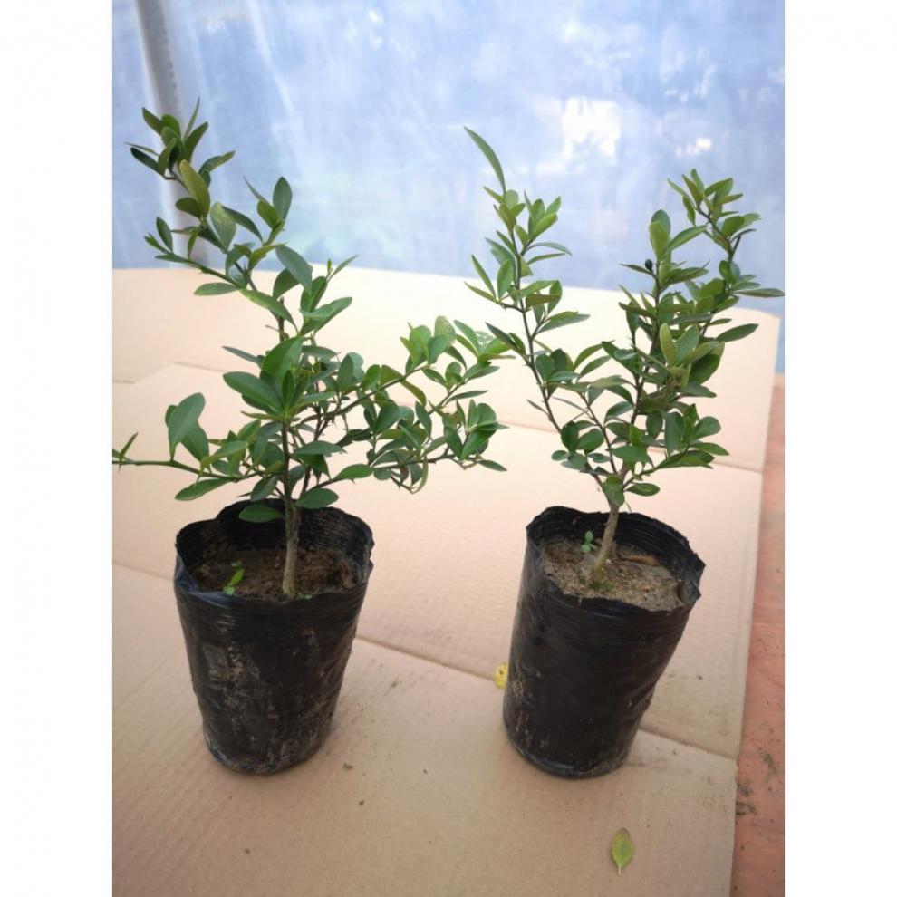 浙江金豆小苗金豆盆景苗常青桌面观果苗品种苗金豆小品盆景 45cm高度