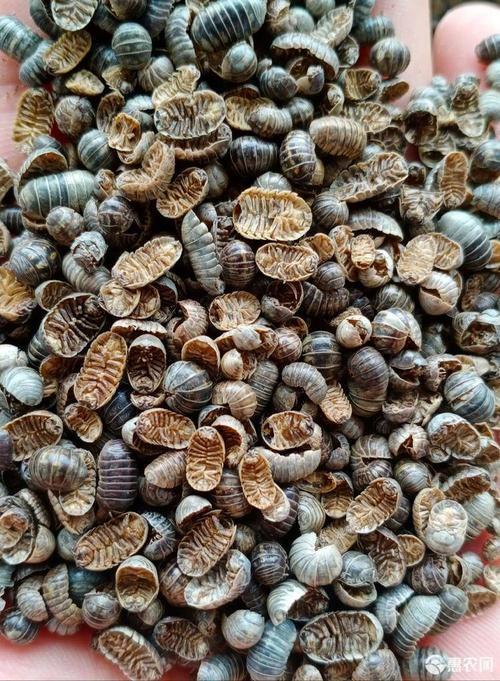 鼠妇虫中药材鼠妇虫鼠妇虫地虱湿虫潮虫西瓜虫500克500克