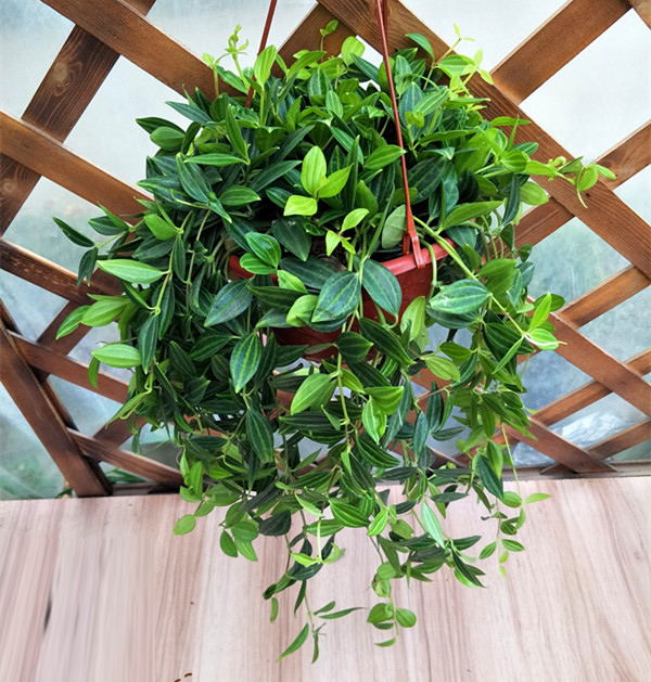 牡丹佛珠珍珠情人泪吊兰室内垂吊观花植物金鱼吊兰不含盆