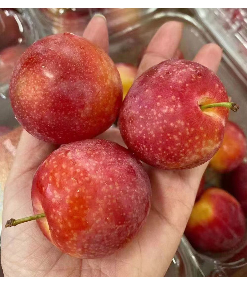 顺丰樱桃李当季新鲜李子孕妇水果生鲜2斤