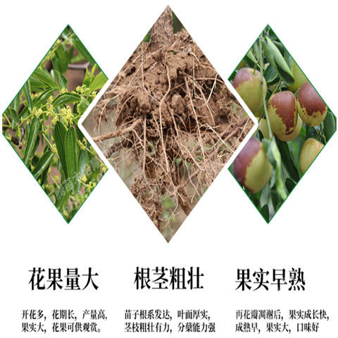 澜墨枣树苗嫁接沾化冬枣特大盆栽地栽嫁接果树苗南方北方种植当年结果