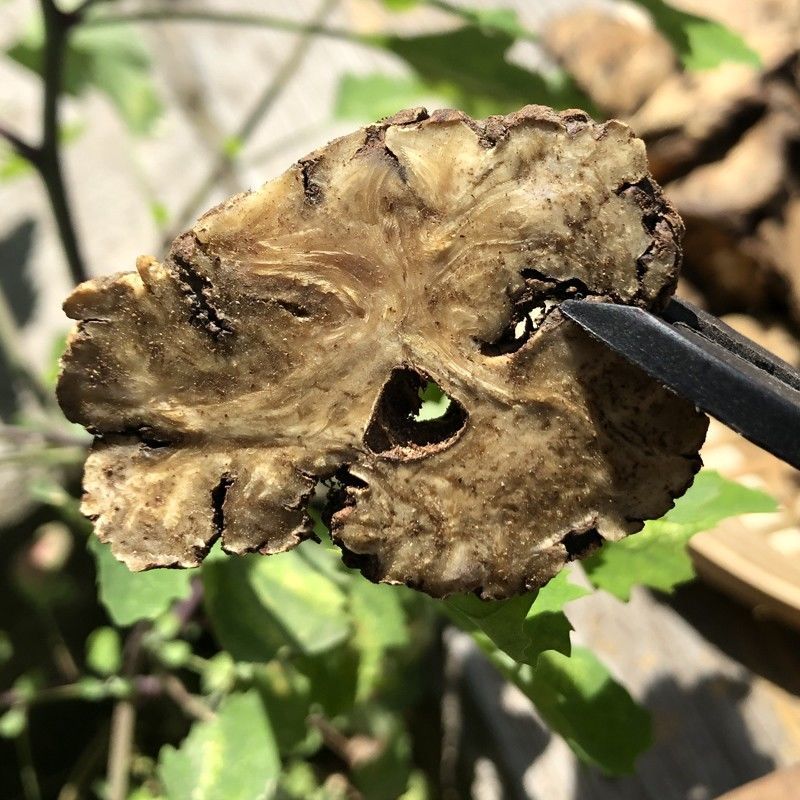 川芎批发中药材川芎片可磨粉纯正四川都江堰彭州川芎根500克 500克