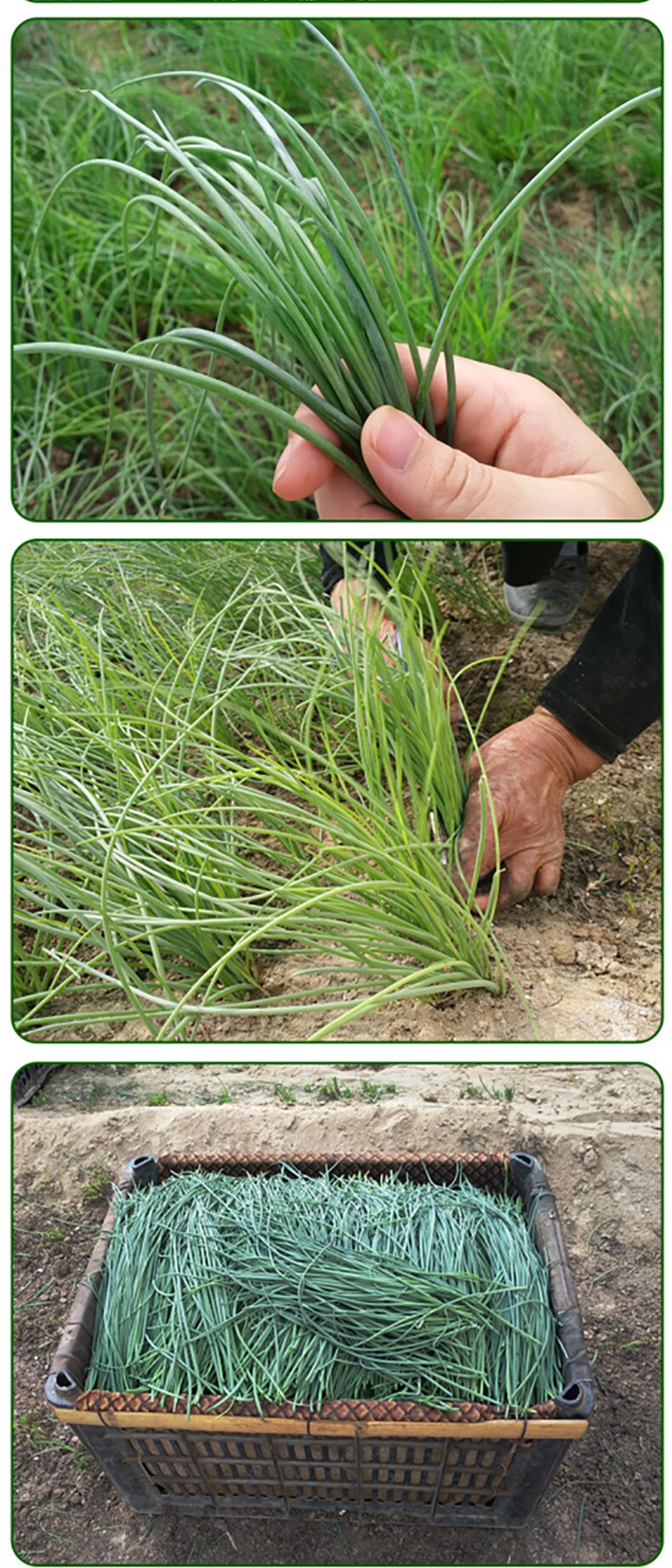 青樱红荔 沙葱新鲜甘肃民勤特产现摘农家沙葱新鲜蔬菜酒店饭店 1500g