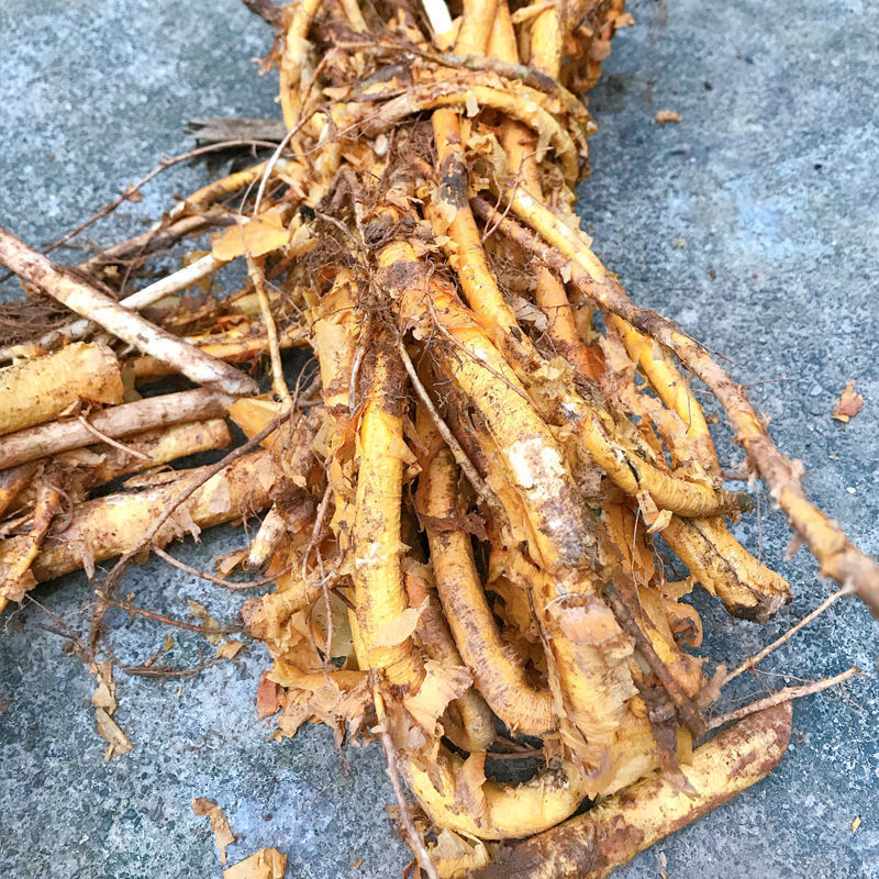 穿破石广西野生中药材川破石根部切段地棉根拉牛入石柘根条可磨粉 50g