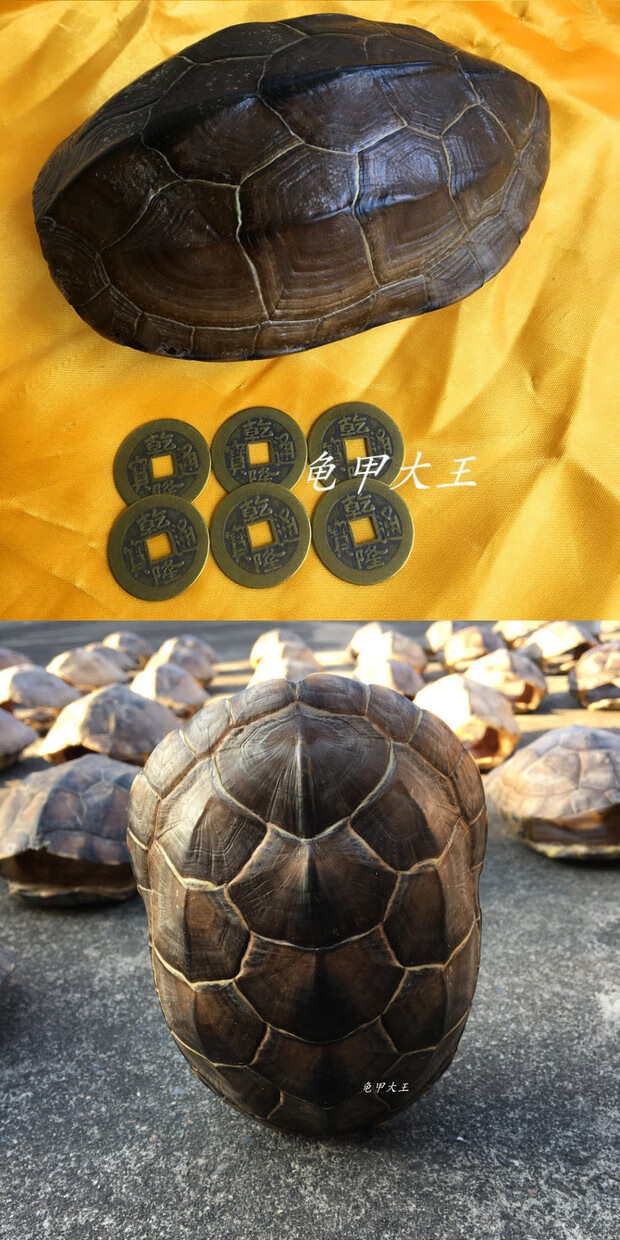 小米(mi)生态适用龟壳算卦起卦乌龟壳乾隆帝铜钱周易六十四卦灵签解