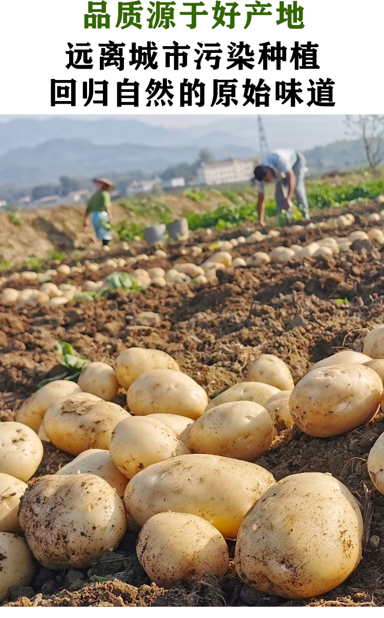 甘肃定西土豆新鲜马铃薯洋芋黄皮黄心土豆农家现挖沙面土豆4500g