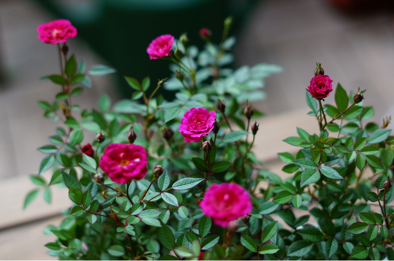 日本迷你月季紫咲须惠姬阳台花卉桌面小盆栽绿植迷你文艺范鲜花天荷