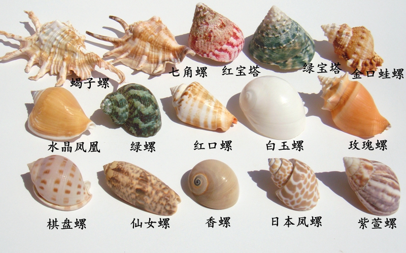 海鲜种类贝类名称图片