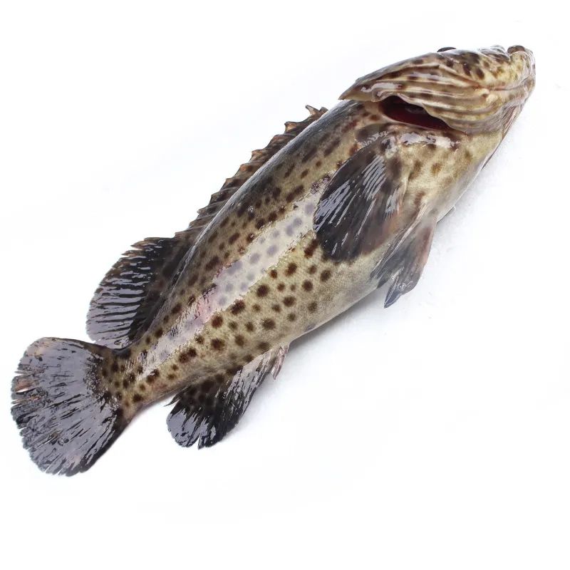 龙胆石新鲜斑鱼老虎斑鲜活现杀珍珠斑真空包装海鲜水产爱唯温妮顺丰