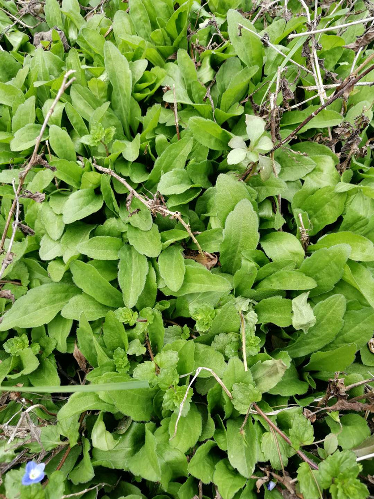 馬蘭頭種苗根四季多年生雞兒腸田邊菊野菜種子籽好吃蔬菜種苗 馬蘭頭