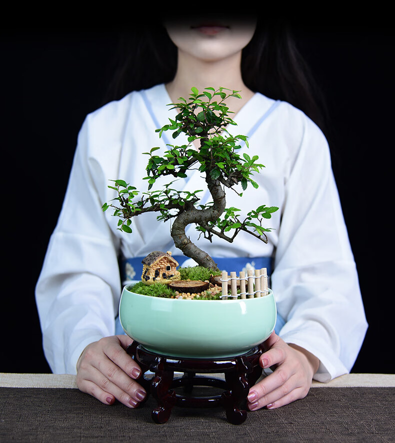 小叶榆树盆景室内卧室植物盆栽四季常青绿植 大榆树s型多层榆影 石子