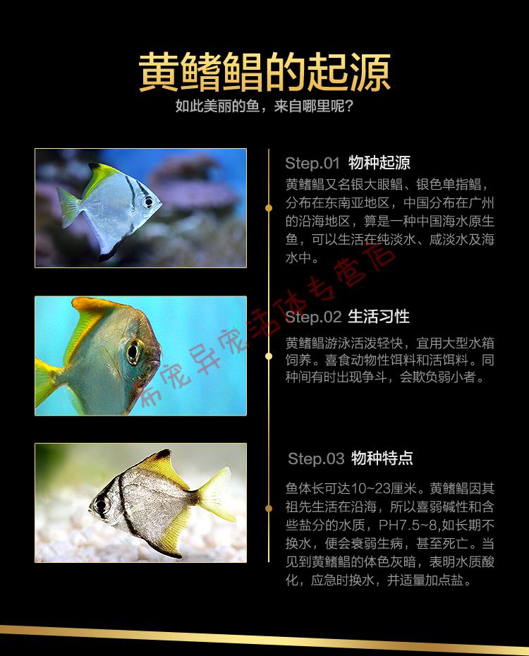 黄鳍鲳鱼珊瑚神仙鱼海水鱼淡化人工繁育群游鲳鱼大眼鲳淡水鱼黄鳍鲳1