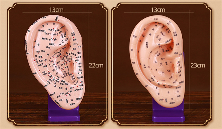 华莱奥克 耳朵穴位模型中医针灸小儿推拿按摩教学模型超清晰刻字穴位