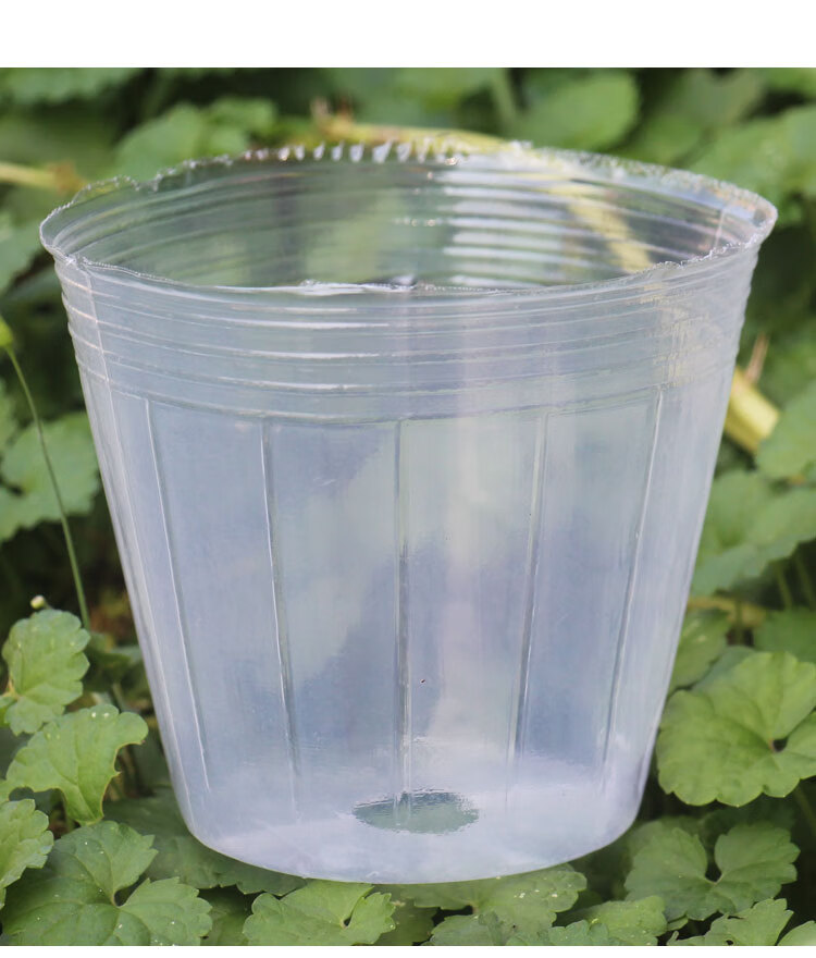 35寸加高45寸蝴蝶兰育苗杯铁皮石斛营养钵盆栽种植透明塑料花盆100个