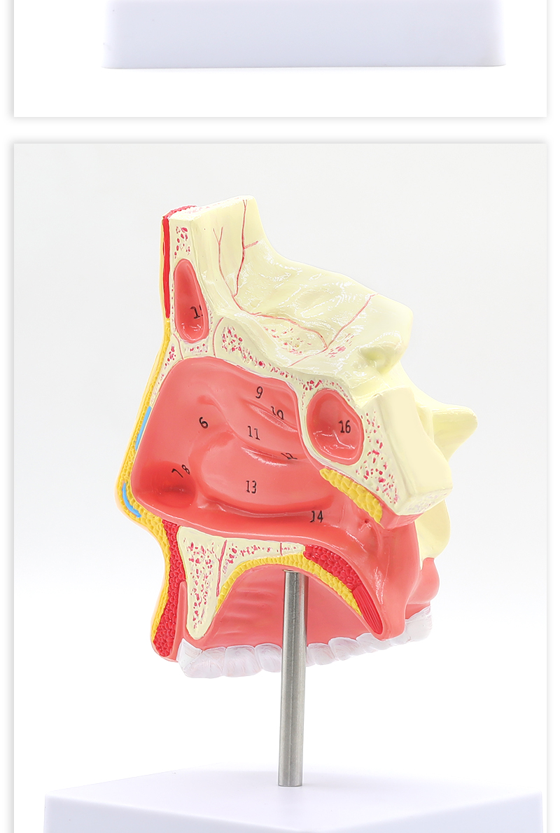 jd健康人体鼻腔解剖模型耳鼻喉科医学教学模型鼻子口腔鼻部结构组织