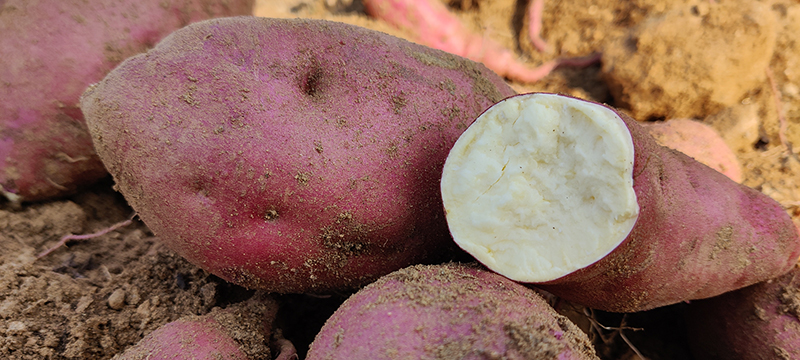 红薯的种类品种图片