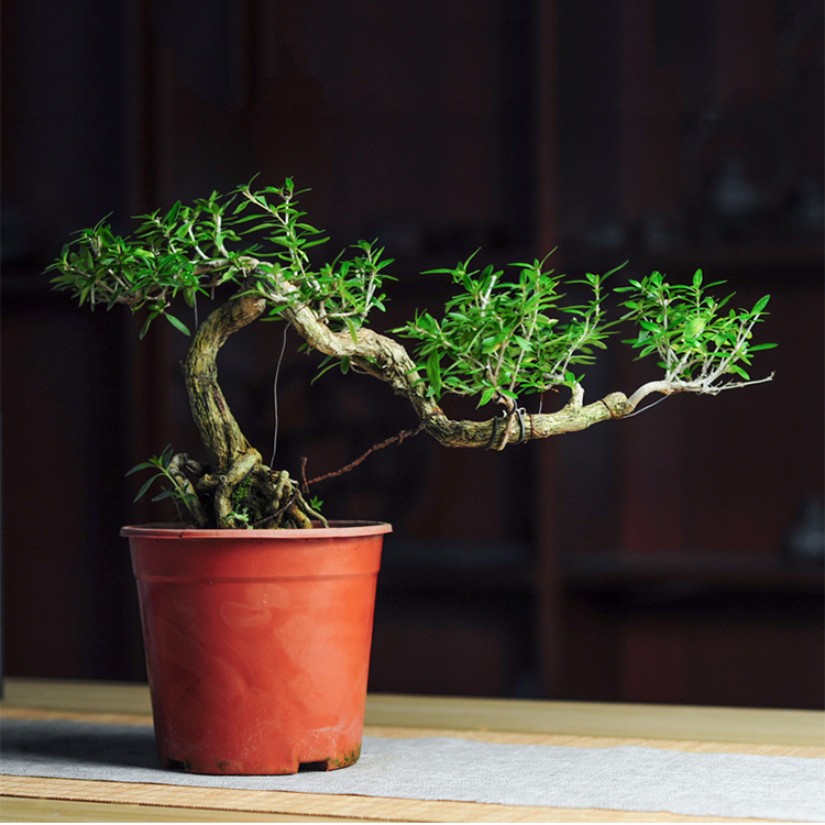 悬崖飘枝六月雪老桩紫砂手工盆栽盆景绿植办公室书房茶几窗台阳台紫砂