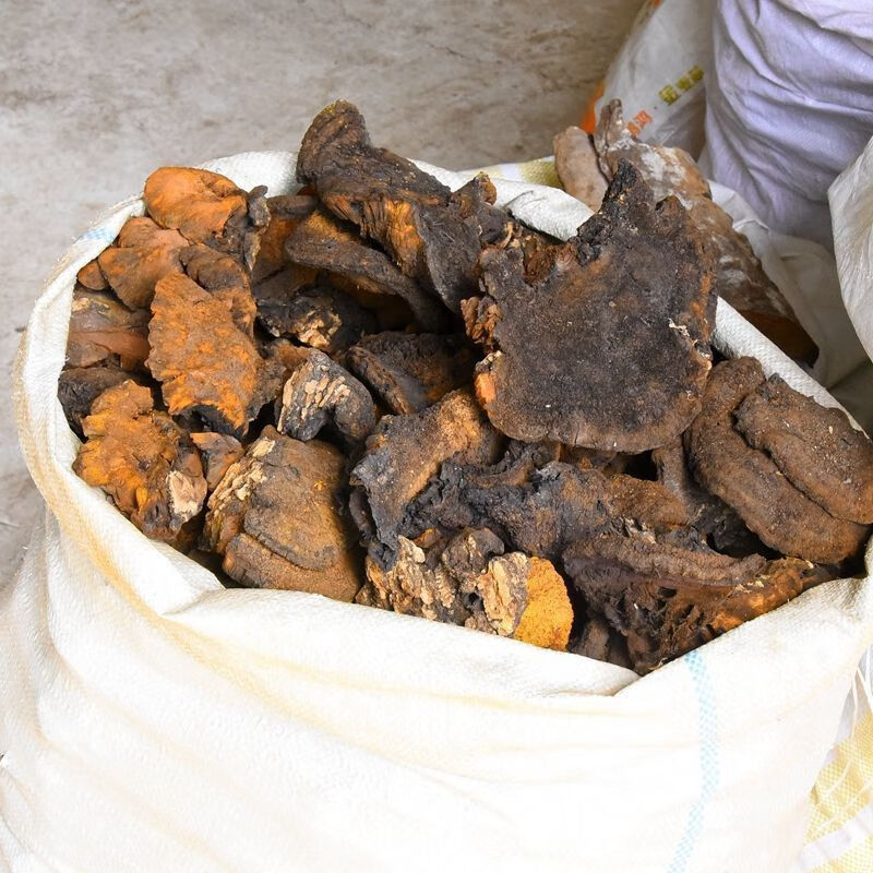 有仁堂粗毛纤孔菌粗毛黄褐孔菌长白山粗毛褐孔菌槐蘑干品 粗毛褐孔菌