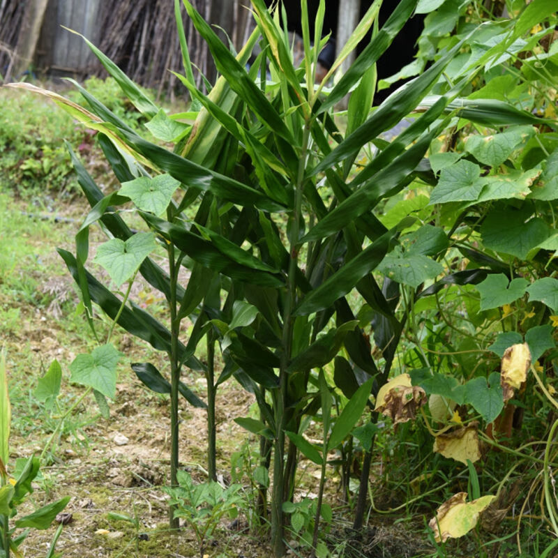 京喜补贴阳荷种苗洋荷姜种根湖北恩施洋荷笋新鲜蔬菜洋霍姜阳姜包活包
