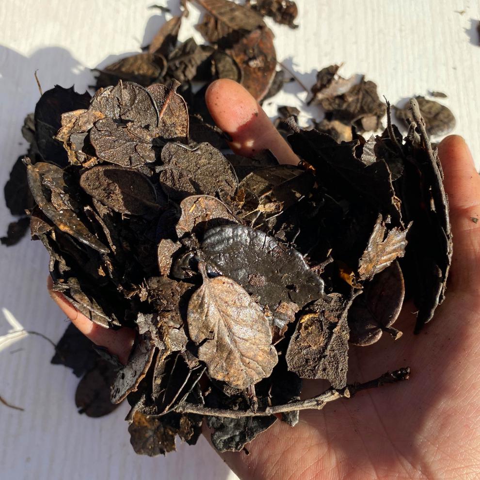云南传统大包装刺栗叶发酵腐熟栗树叶耳叶兰花植料莲瓣兰配料 1.