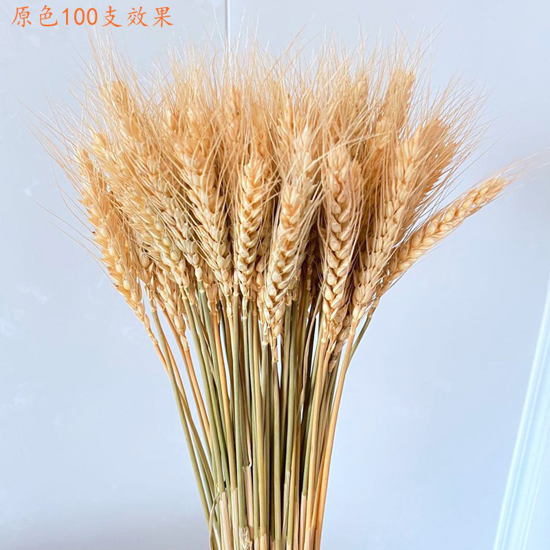麦穗干花稻穗高粱穗谷穗小麦黄金大麦装饰摆件田园农作物装饰道具