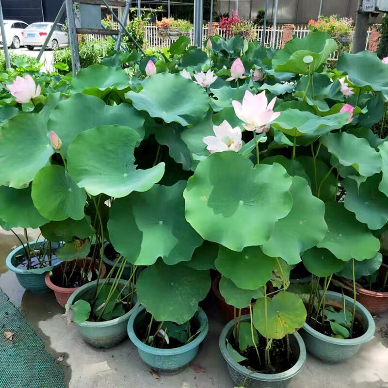 荷花盆栽水养莲藕苗大型观赏荷花苗碗莲根茎莲花盆栽荷花莲藕种苗宝莲